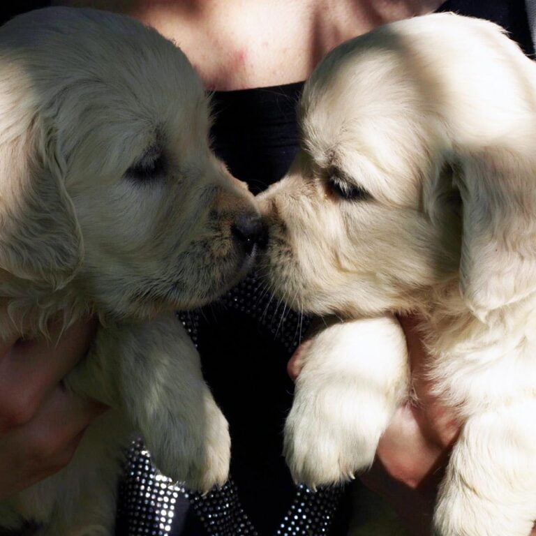 élevage de golden retriever lof rethel charleville ardennes reims