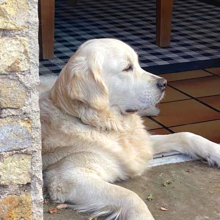 Élevage de chiens LOF dans les Ardennes : Golden retriever, berger allemand et labrador. Rethel Sedan Charleville Mézières Châlons Reims Épernay St Quentin Troyes Auxerre Laon, Chateau Thierry