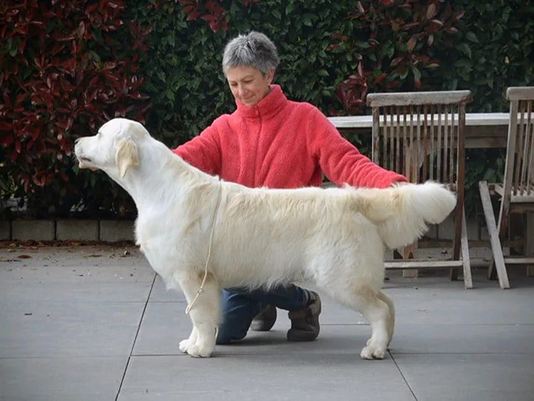 golden retriever elevage golden rose bays waterloo
