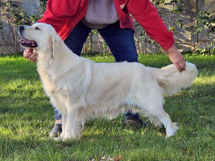 Double Golden R Nos Golden Retrievers - Élevage du Bois du Double