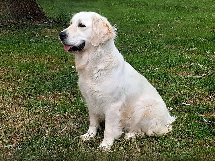 Riley du bois du double femme golden retriever éleveur Ardennes Marne Meuse Paris