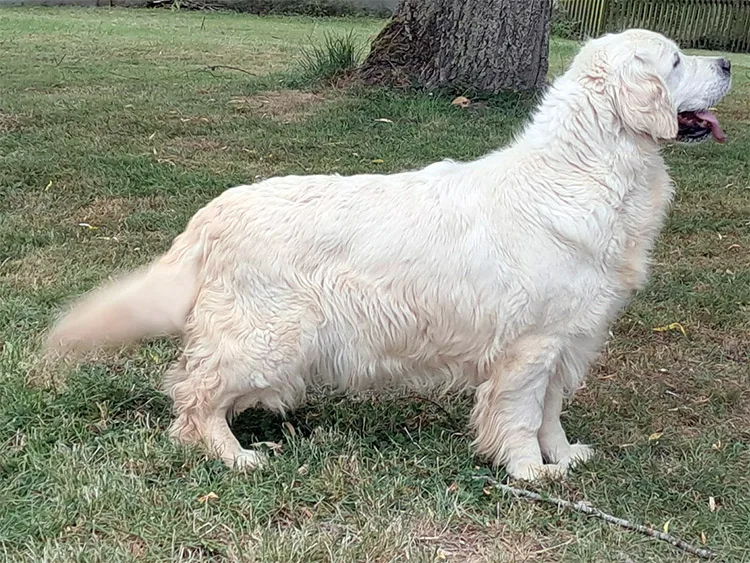shadow du bois du double elevage golden retriever 08 51 75 52 59 55 750px