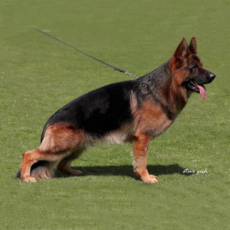 berger allemand poil court lof standard