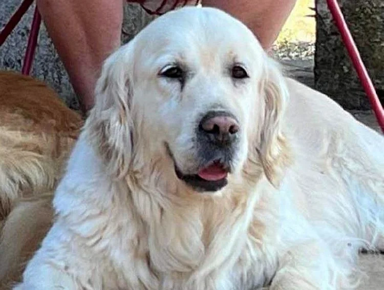 butterflhighland lilly rose mere eleveur golden retriever ardennes