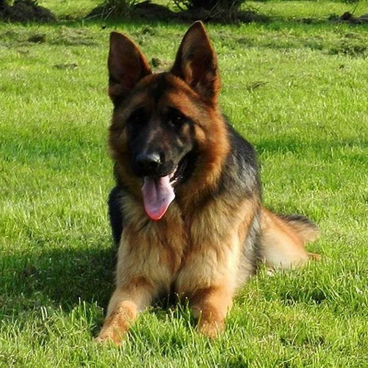 chiot berger allemand a vendre eleveur champagne ardennes 08 51 52 02 55 54 57