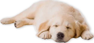 chiot golden retriever a vendre réserver portée éleveur Charleville Mons Rethel chalons Reims