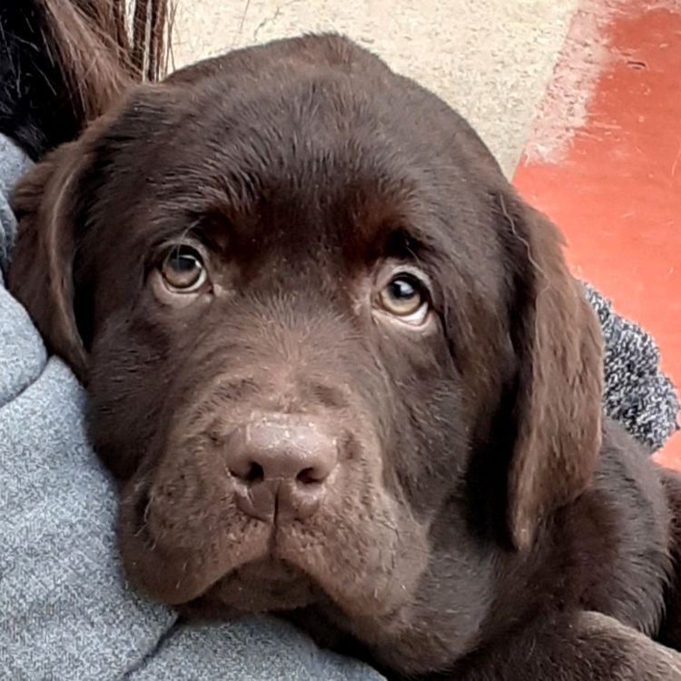 chiot labradorèchocolat marron lof