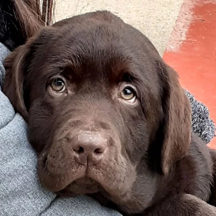 chiot labradorèchocolat marron lof