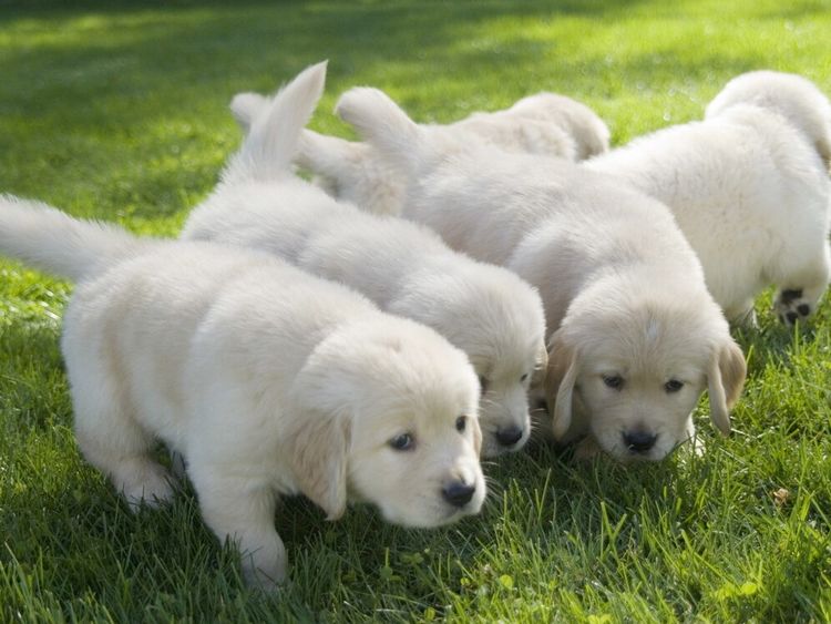 chiots qui jouent dans l herbe problème tiques traitement bio naturel