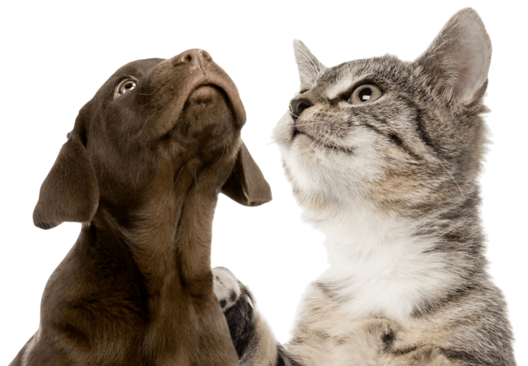 cohabitation chien chiot chat conseil