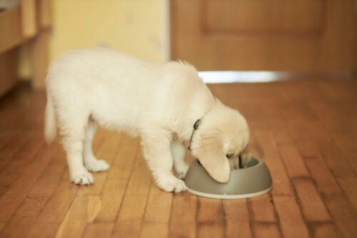 comment faire pour que monchien golden mange moins vite