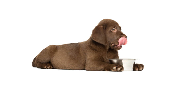 conseil labrador berger allemand golden retriever chien qui mange trop vite