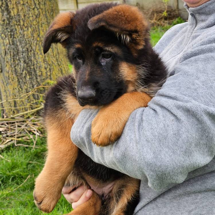 élevage berger allemand lof chiot à vendre dispo Ardennes marne Meuse