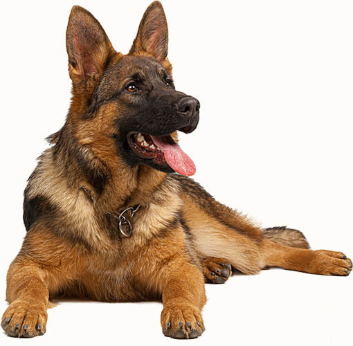 élevage bois du double berger allemand lof Sorcy Ardennes éleveur pas cher