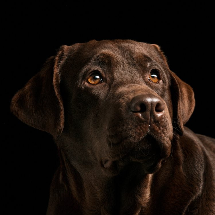 élevage labrador chocolat marron brun bois du double champagne Ardenne 08 55 51 57 02