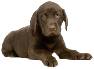éleveur de chien labrador LOF brun marron chocolat foie Champagne Ardenne
