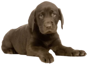 éleveur de chien labrador LOF brun marron chocolat foie Champagne Ardenne