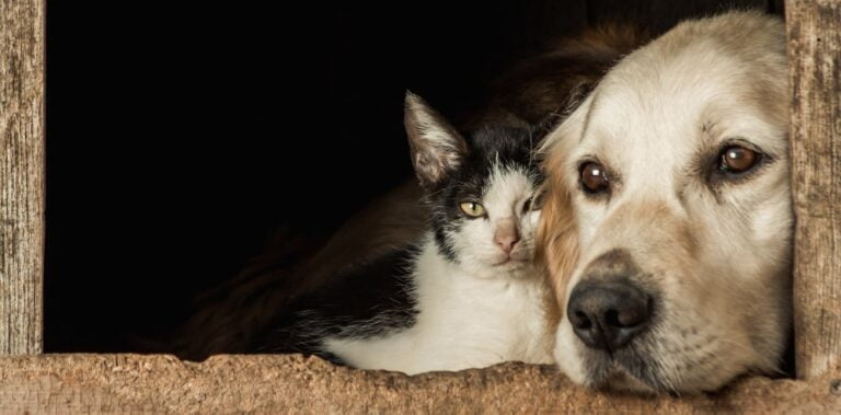 entente golden retriever et chat comment faire