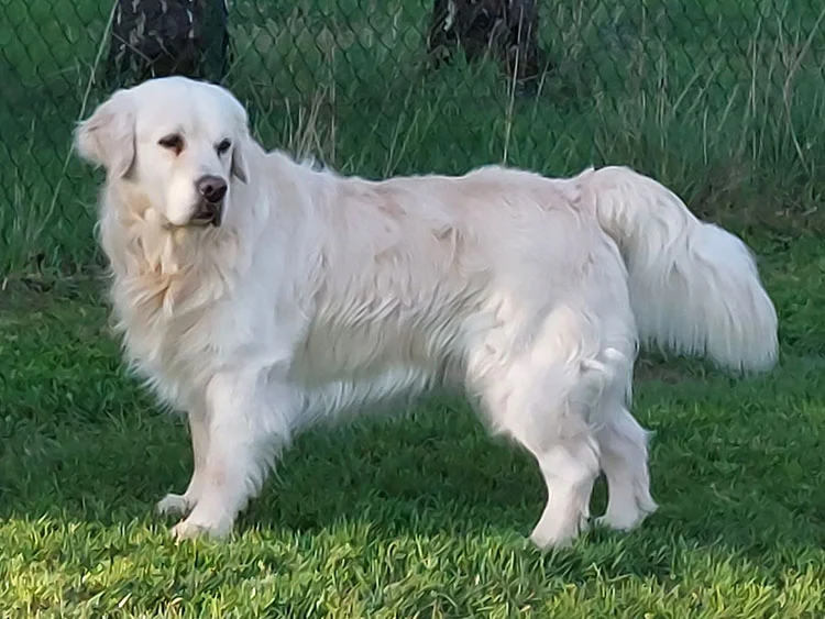 étalon saillie golden retriever prince charming du bois du double