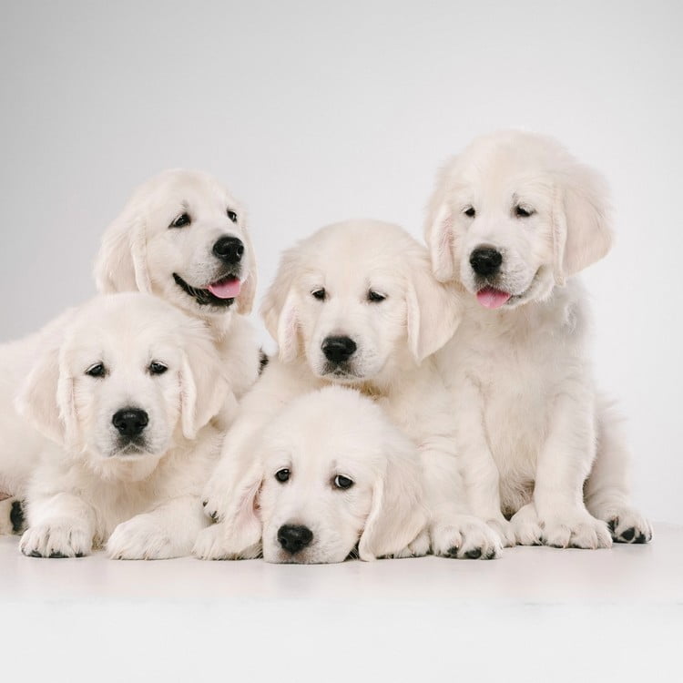golden retriever creme elevage 08 55 57 02 54 51 (5)