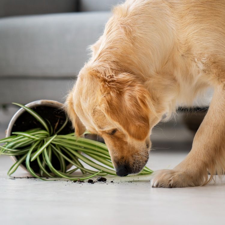 golden retriever eduquer son golden est important conseil 2