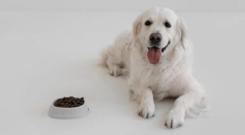 golden retriever qui mange trop vite 1