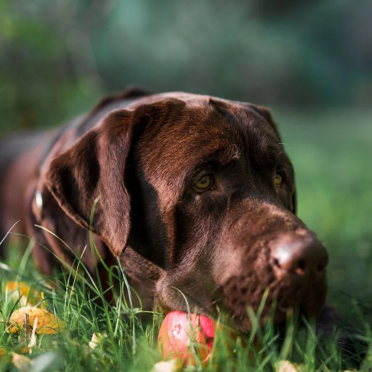 labrador marrn fois chocolat eleveur chiot portee