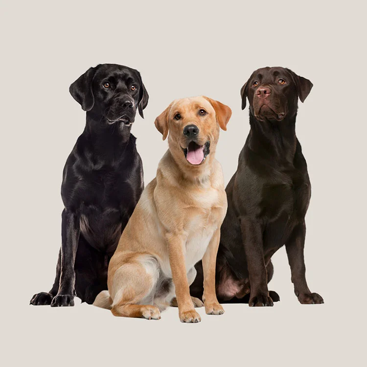 les couleurs du labrador