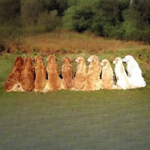 les differentes couleurs du golden retriever