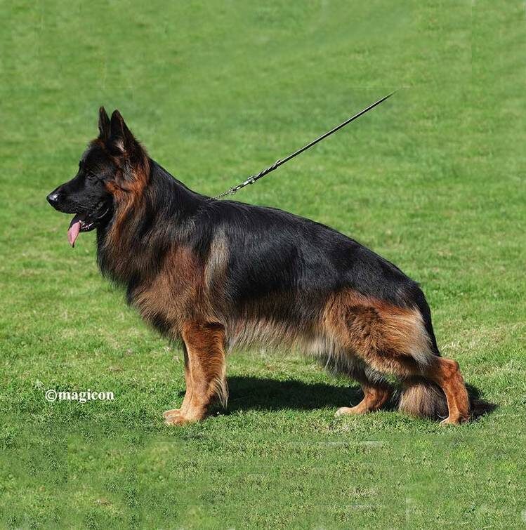 magnifique berger allemand a poil long élevage lof