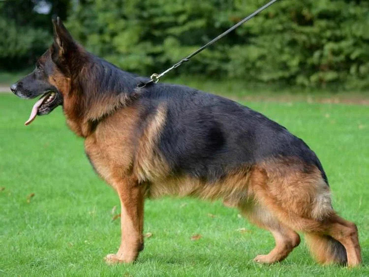 père oliver des terrils des chtis élevage berger allemand