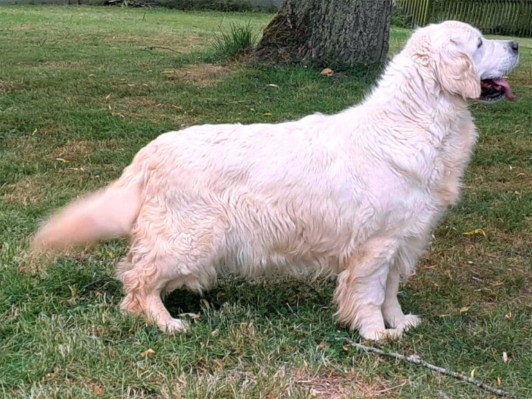 shadow du bois du double femelle golden retriever eleveur 08 51 rethel