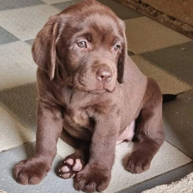 sweet dream du bois du double labrador chocolat elevage ardennes copie