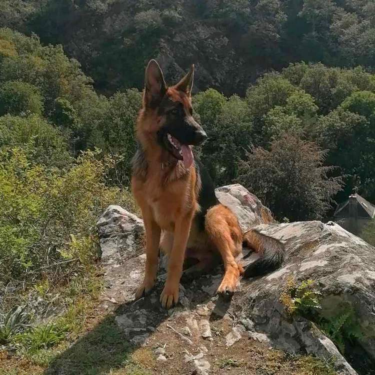 urbane du bois du double berger allemand eleveur lof 2
