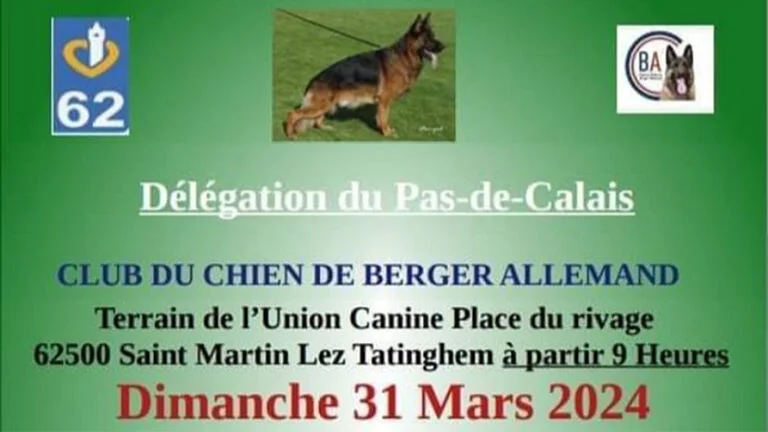 exposition concours confirmation spéciale de race berger allemand 62 pas de calais ccba 30 mars 2024