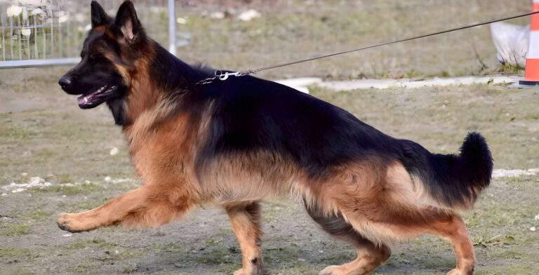 turbo mâle berger allemand poil long volé Cameroun France Luxembourg