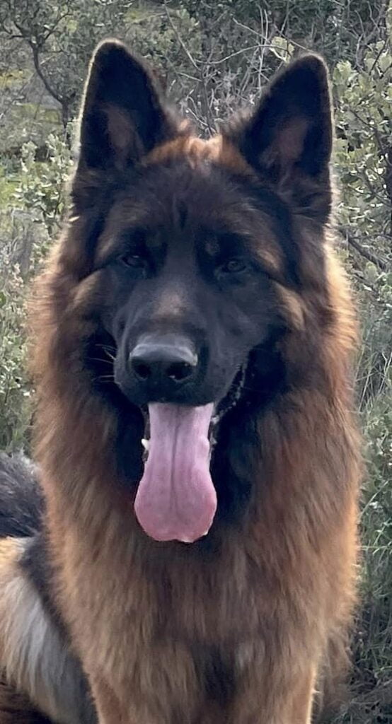 Turbo chien berger allemand poil long volé France Luxembourg Cameroun