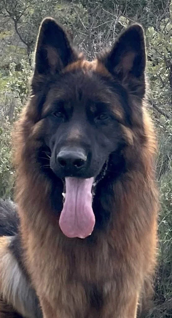 Turbo chien berger allemand poil long volé France Luxembourg Cameroun