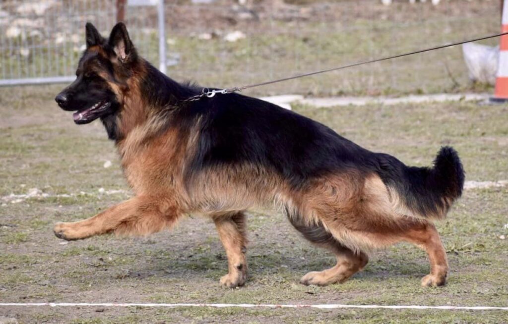 Turbo chien berger allemand poil long volé France Luxembourg Cameroun