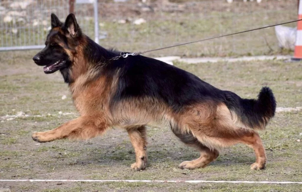 Turbo chien berger allemand poil long volé France Luxembourg Cameroun