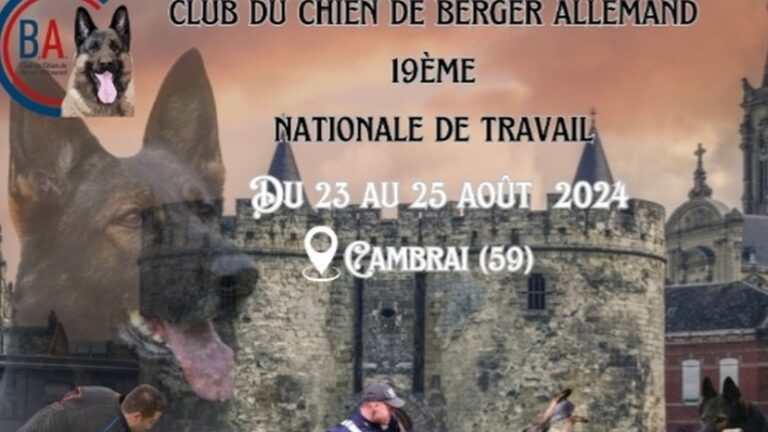 nationale travail berger allamand cambrai aout 2024 alu