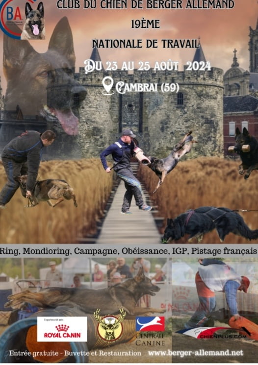 nationale travail berger allemand cambrai aout 2024