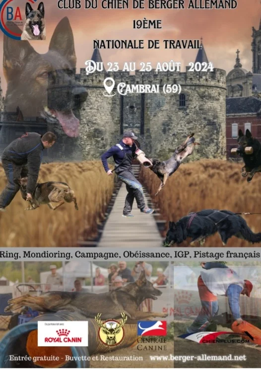 nationale travail berger allemand cambrai aout 2024