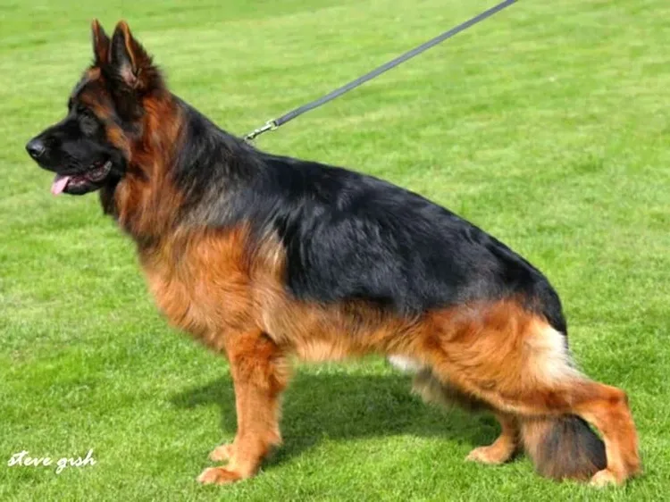 solaar du val d anzin elevage chiots berger allemand poil long etalon