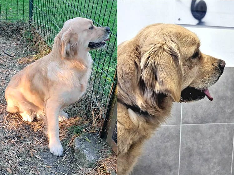umber bois du double lice golden retriever elevage ardennes marne meuse aisne reims alu