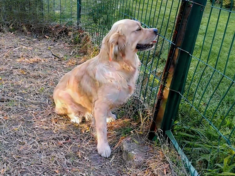 umber du bois du double golden retriever élevage ardennes marne aisne reims belgique chiot à vendre