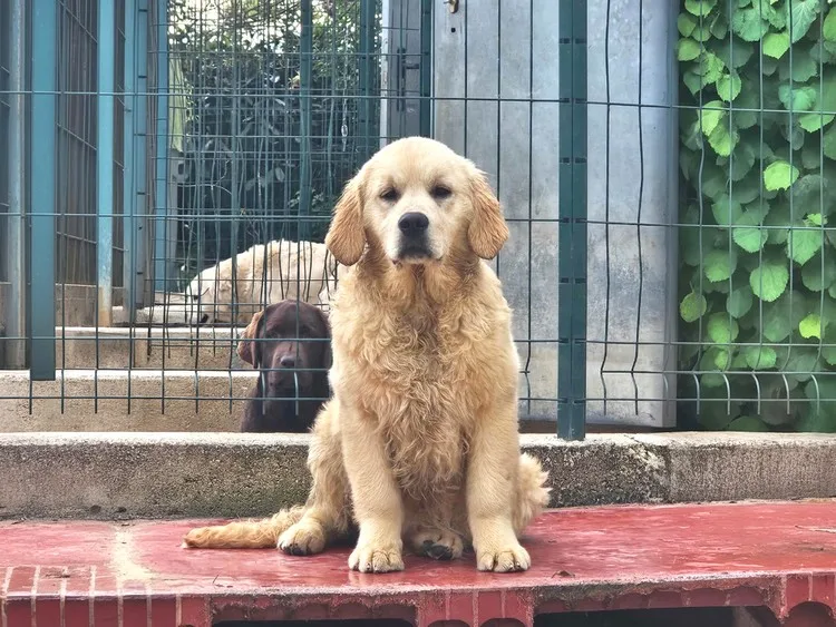 urricane du bois du double elevage golden retriever ardennes marne meuse aisne Belgique rethel arlon charleville