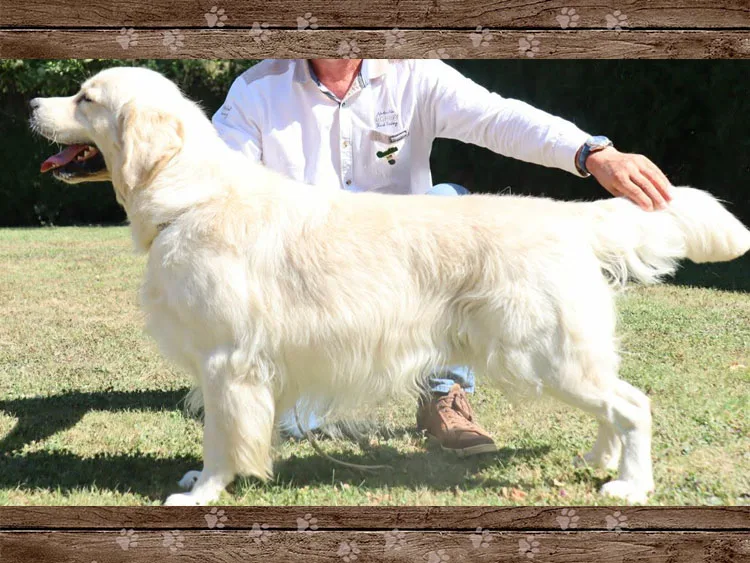 ualter des jardins d epona etalon golden retriever chiot eleveur ardennes