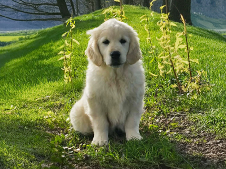 arper bois du doubler lice golden retriever ardennes