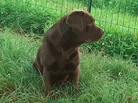 Nos Labradors chocolat - Élevage du Bois du Double